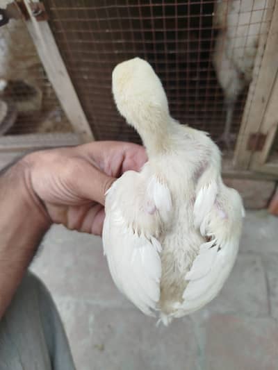 Aseel Heera Chicks available