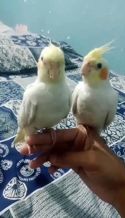 Full Active Comman white Cocktail Pair