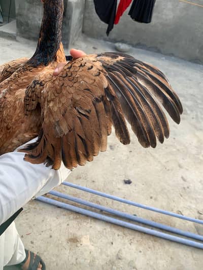 aseel pair for sale exchange possible