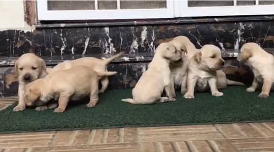 Good Quality Labrador puppies For sale