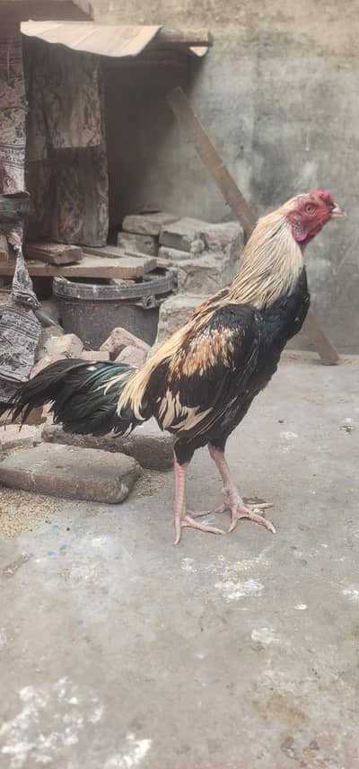 Aseel Hens For Sale