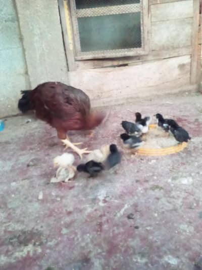 murgi bacchon ke sath