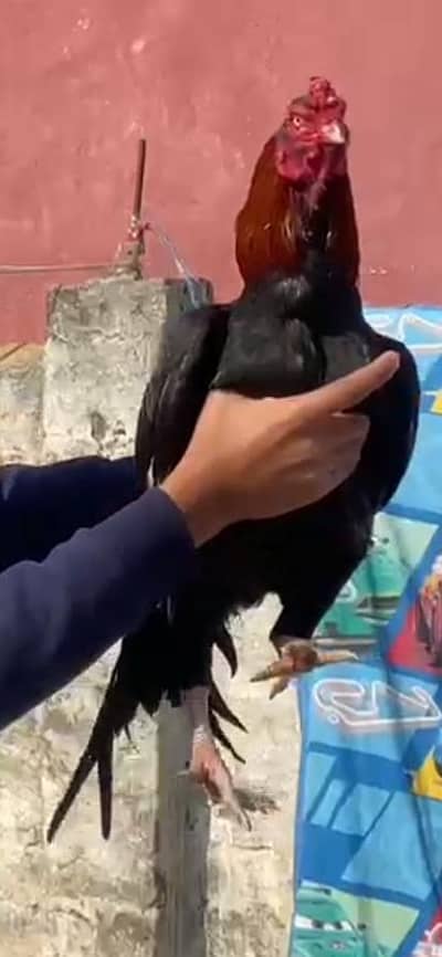 aseel pair selling all ok