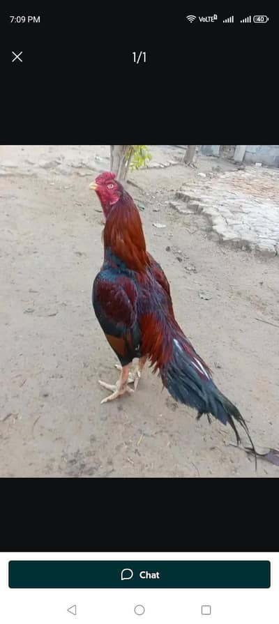 High quality aseel path