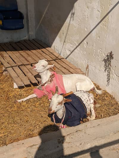 pure barbari full white female