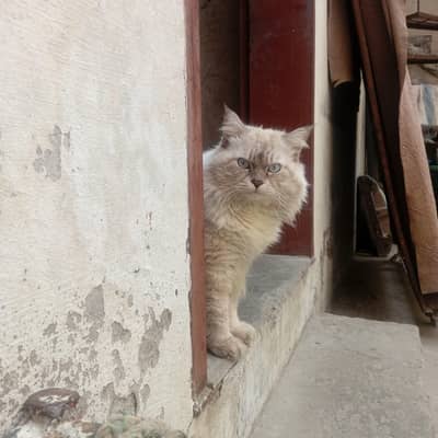 Male cat available for adoption