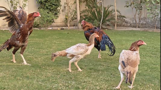 Pure Aseel High Quality bird