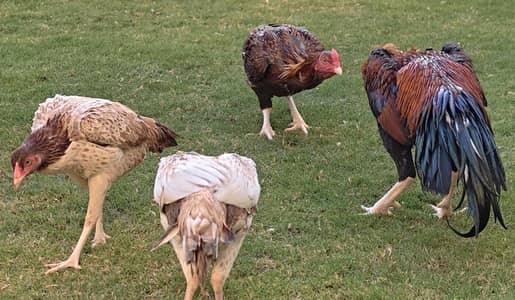 Pure Aseel High Quality bird