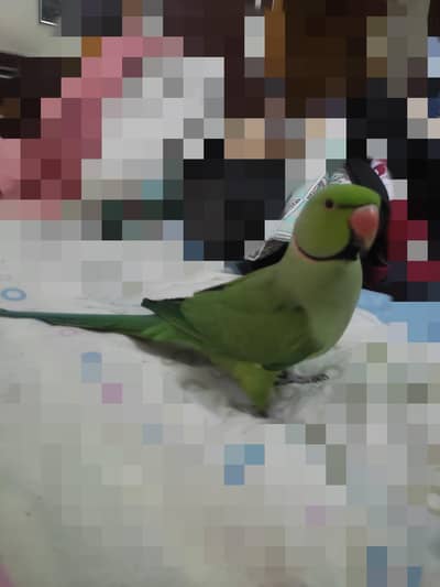 green parrot