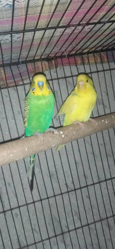 Australian Parrot For Sale