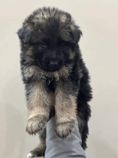 German shephard puppies
