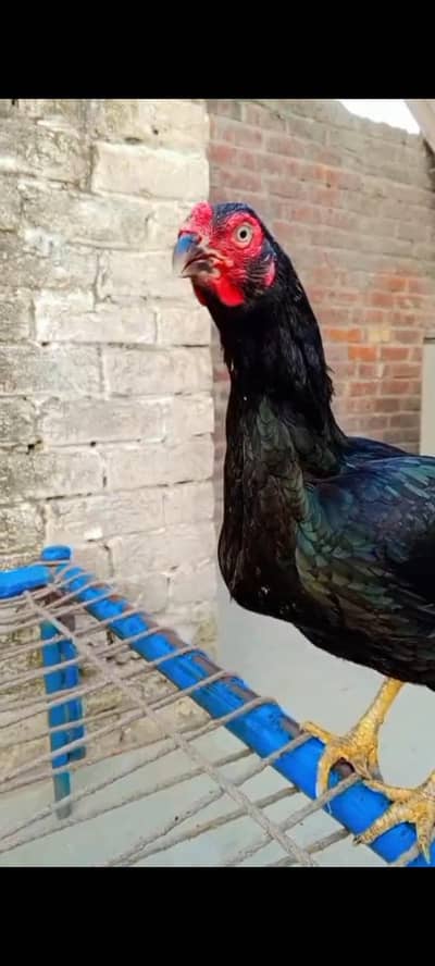 Mianwali plus Valati Aseel