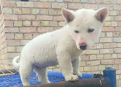 Russian puppy for sale 0309=0097784