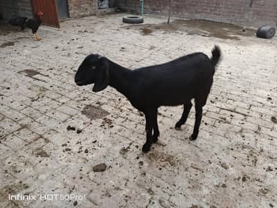 Pure dogli path ready to his 1st breed