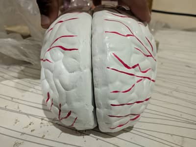 Artificial Model Of Human Heart And Brain