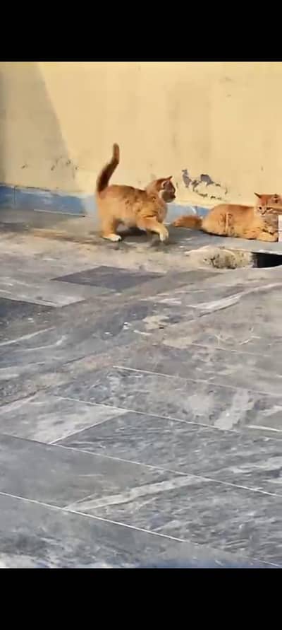 persian cats for sale on urgent basis serious  buyers contact only