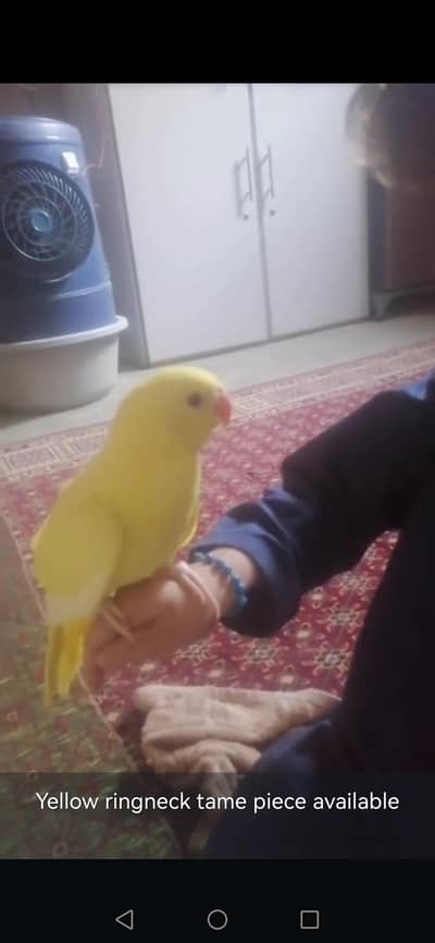 Raw chicks, yellow  ringneck chicks, green ringneck, chicks available