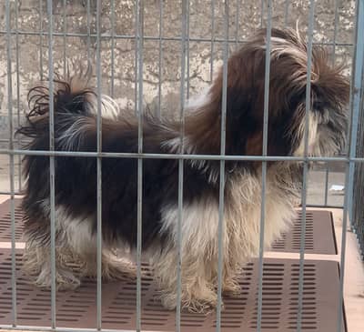 Shitzu Puppy | Shihtzu Male Puppy | Shihtzu Female | Shihtzu Pair |Dog