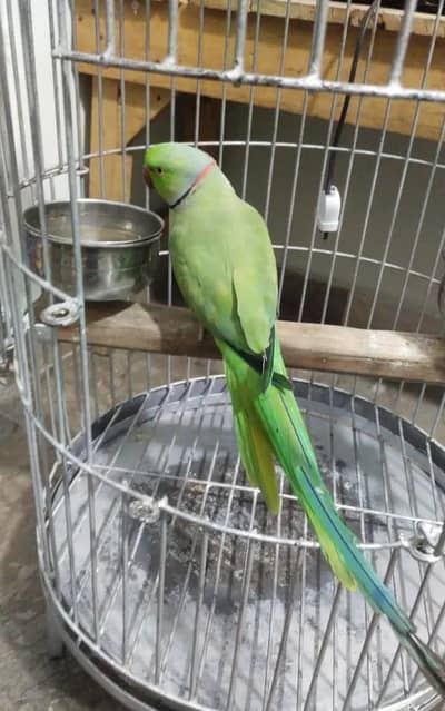Kashmiri parrot voice repeated my WhatsApp number 0325-74-52-678