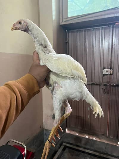 shamo for sale looking like male ha