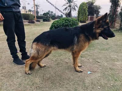 German shepherd male long coated