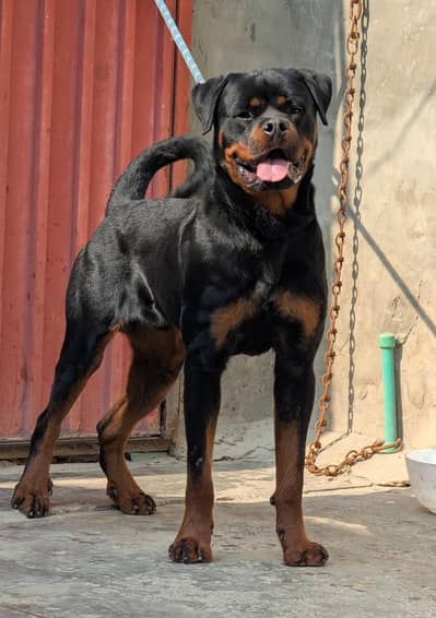 German rottweiler male available for new home