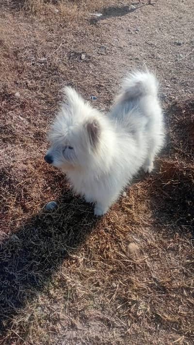 03126484792 call me jaldi