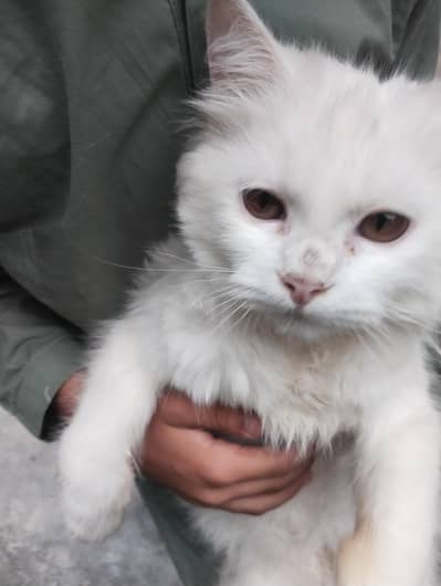 Persian white cat beautiful
