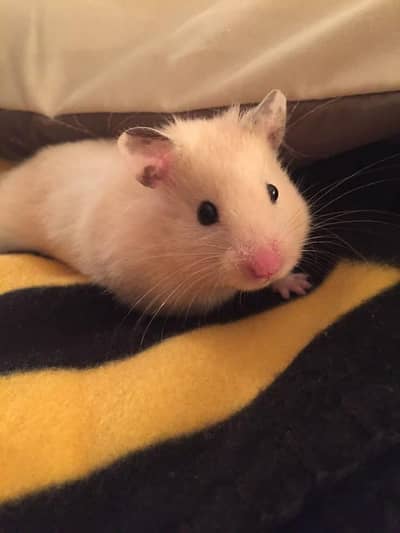 Hamster / guinea pig available