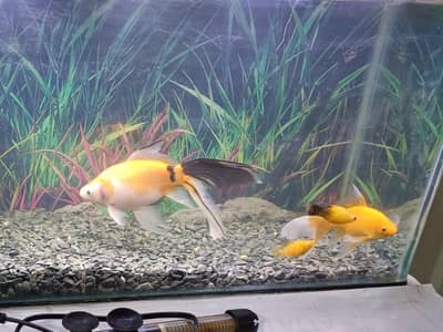 Playful Healthy Goldfish with feed for Sale.