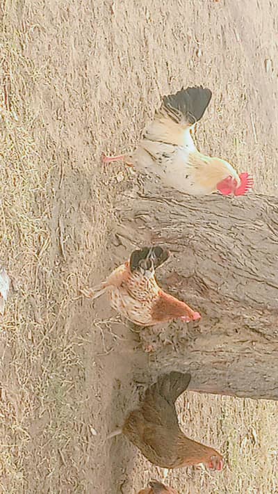 eggs day rahi hn 03063548255 SMS kr sakty hn network na ho to