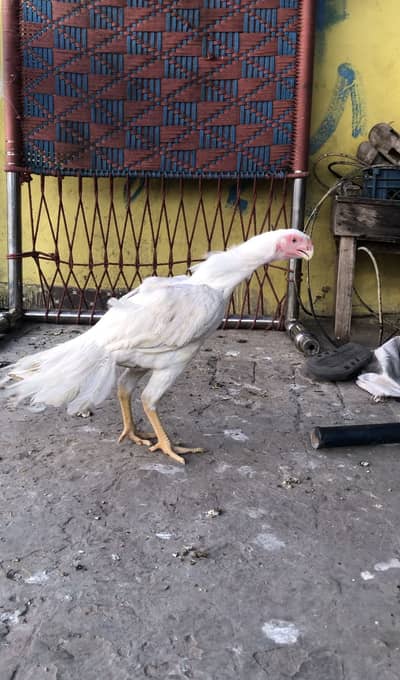 Mashallah 2 parrot beak male for sale 03114002070