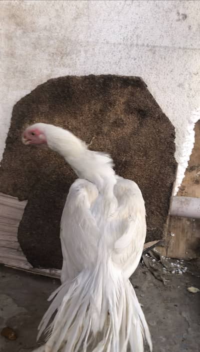 Mashallah 2 parrot beak male for sale 03114002070