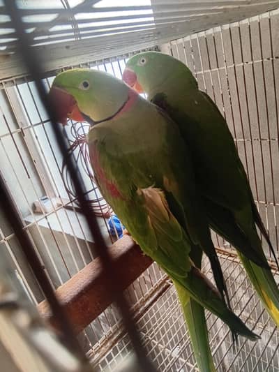 Raw breeder full pair pechla season 7 chicks