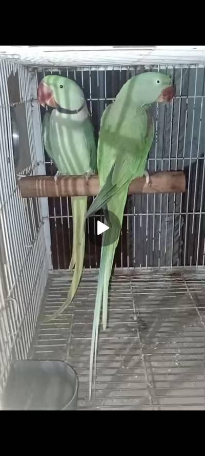 Raw breeder full pair pechla season 7 chicks