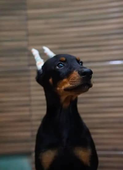 imported Doberman for urgent sale