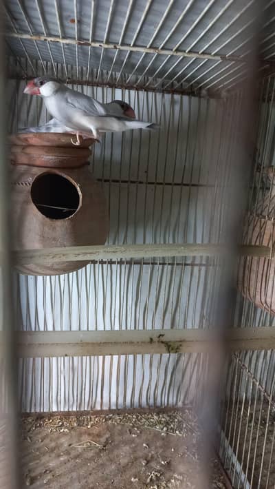 02 pairs Ready for 2nd breed