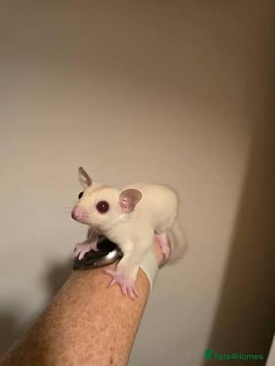 Sugar Gliders Adult Pair  (Red Eyes)