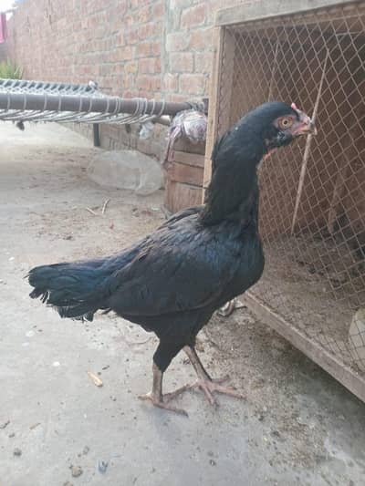 Galwa Aseel Murghian