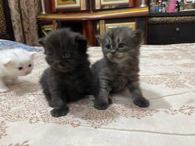 Triple coated gray and white pair