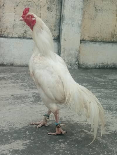 *Pure Aseel heera | golden buff hen pair /white paper heera*