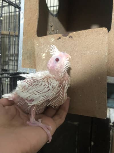 cockatiel chicks best for hand tamed Eno ,greys and one cage 1.5 by 2