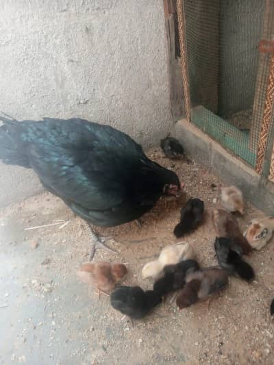 aseel moshki  madi  he mazbot  juld my he 14 bache wshp 03441644280