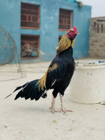 Aseel kala sava patha for sale