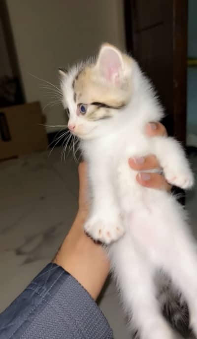 Cute kittens persian not pure