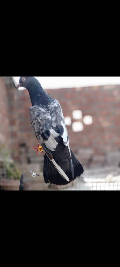 teddy mail very female 4500 03106801352