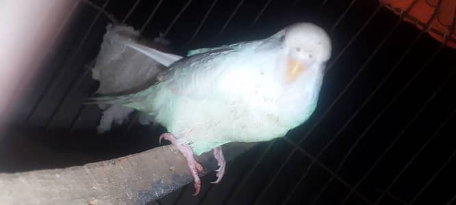 Albino red ayes breeder female parrot