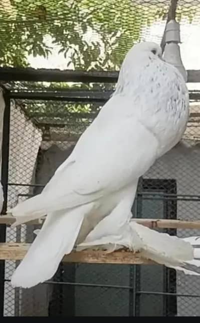 white pouter male big size