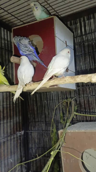 Hogoromo pair and red eyes pair  and blackwing male