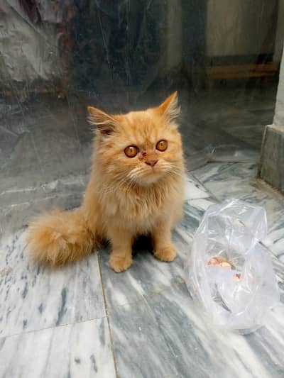 Persian cat for sale